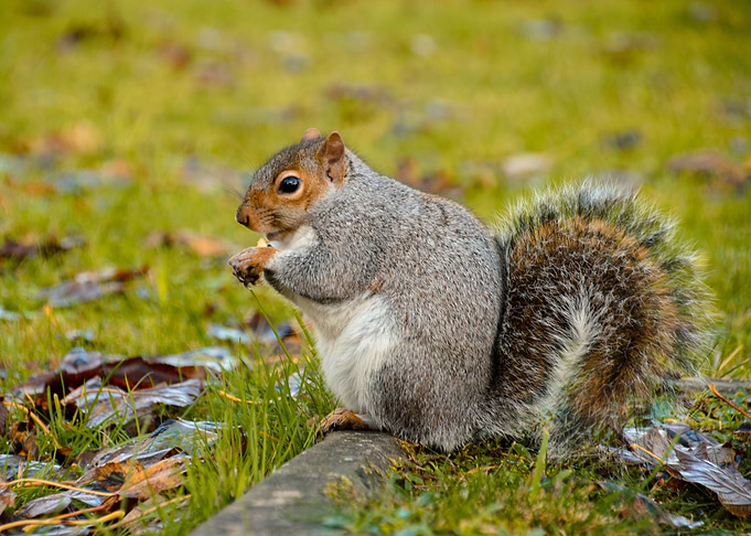 Nut Eating Grey Squirel