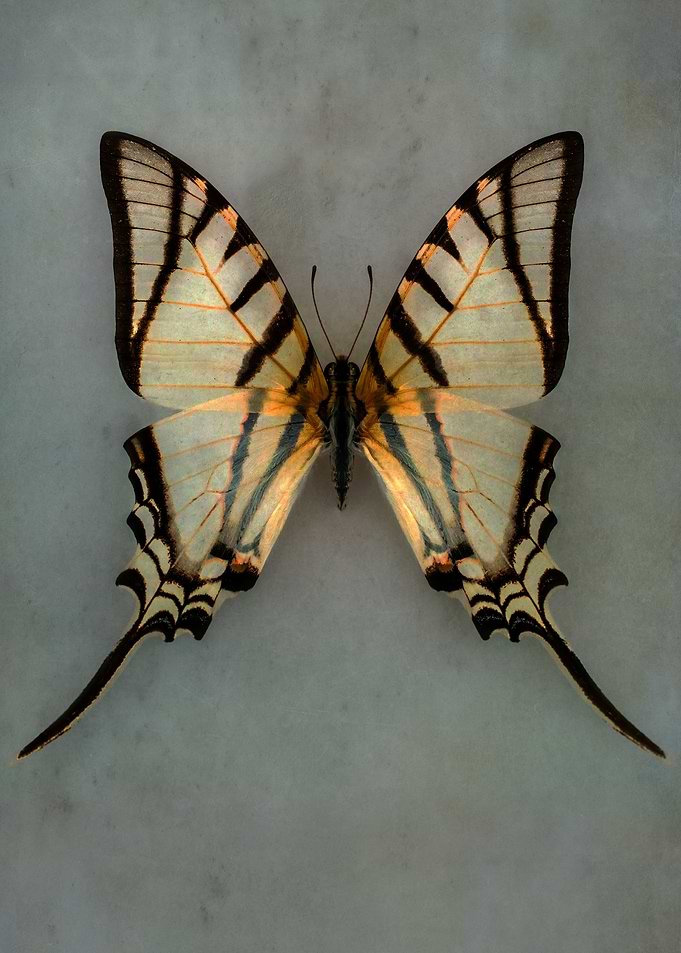 Yellow and black butterfly