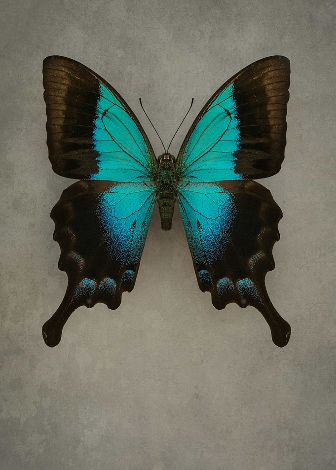 Exotic blue butterfly