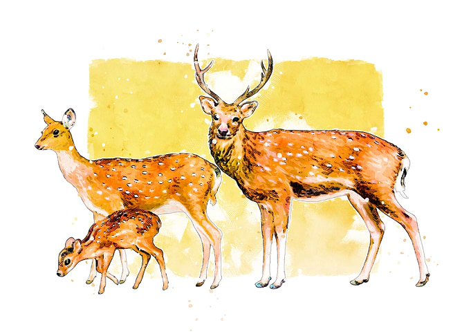 deer family