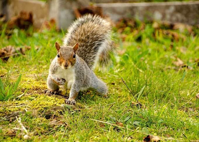 Very Cute Praying Squirrel