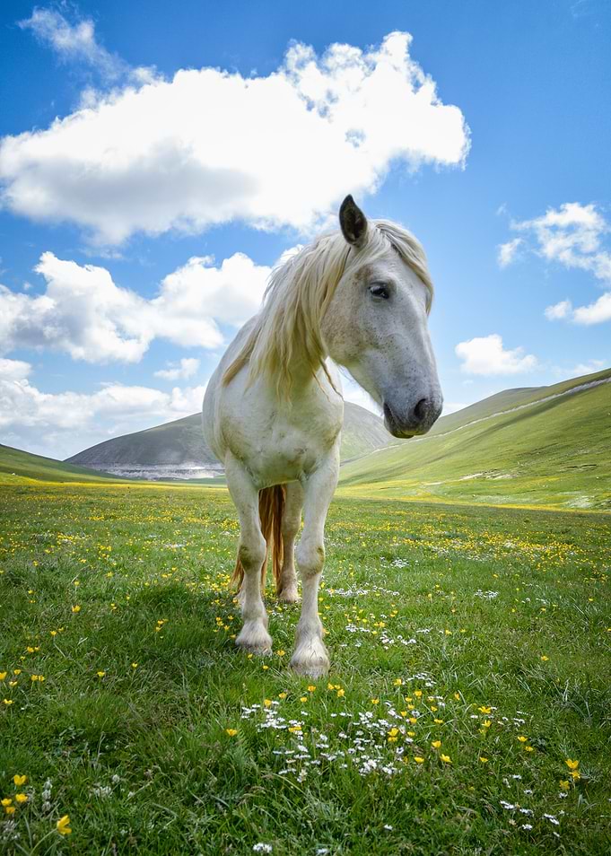 Into Little Tibet