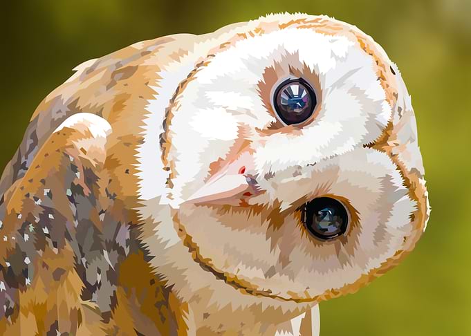 Staring Barn Owl