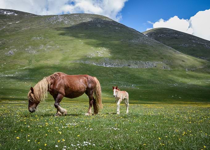 Into Little Tibet