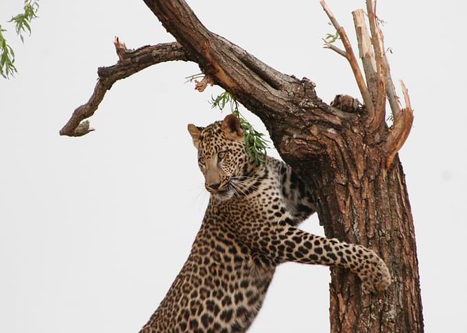 leopard tree