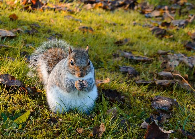Cute Praying Squirrel