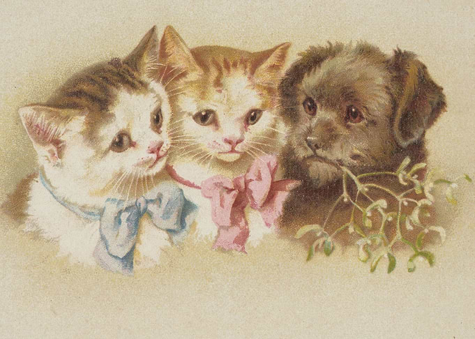 Cat and friends