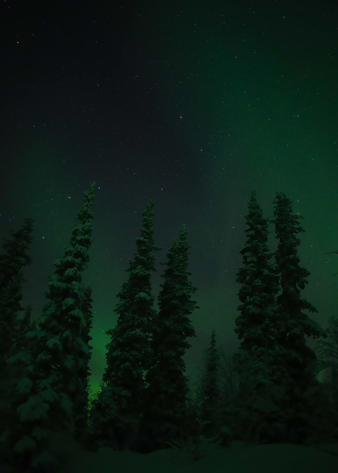 Frosty Nights
