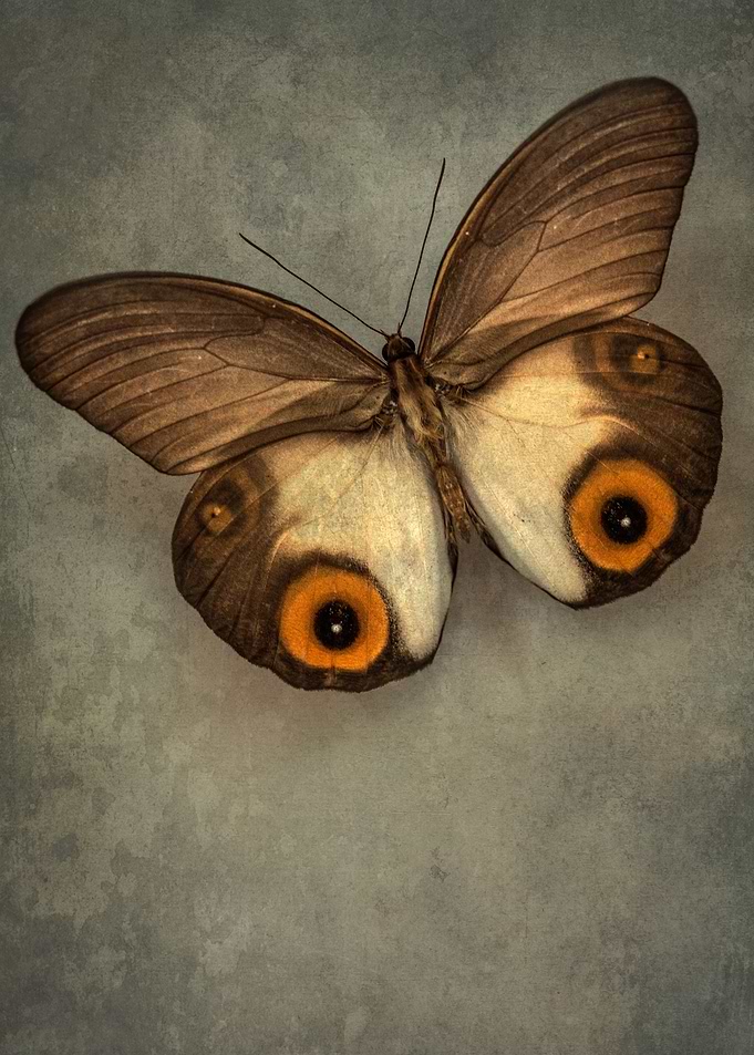 Brown Beauty