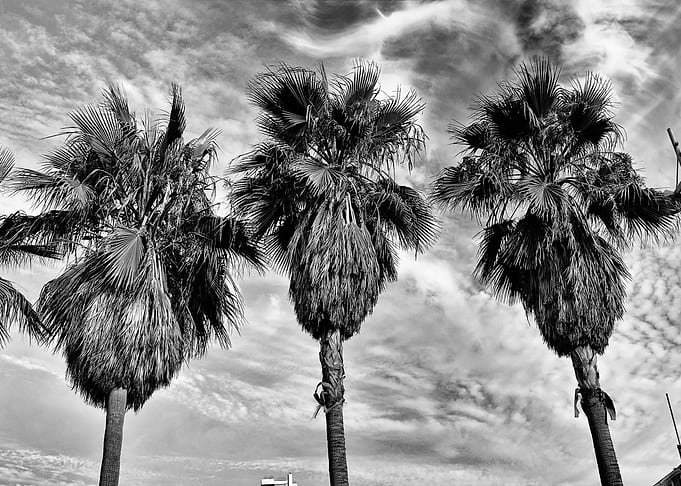 3 PALMS