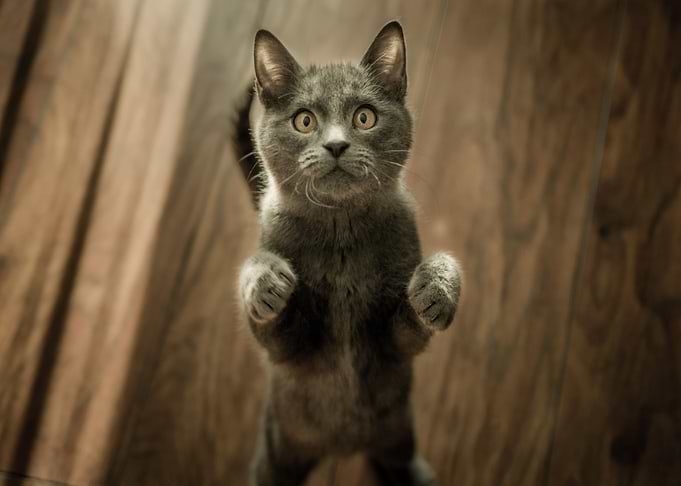 kitten floor grey cat