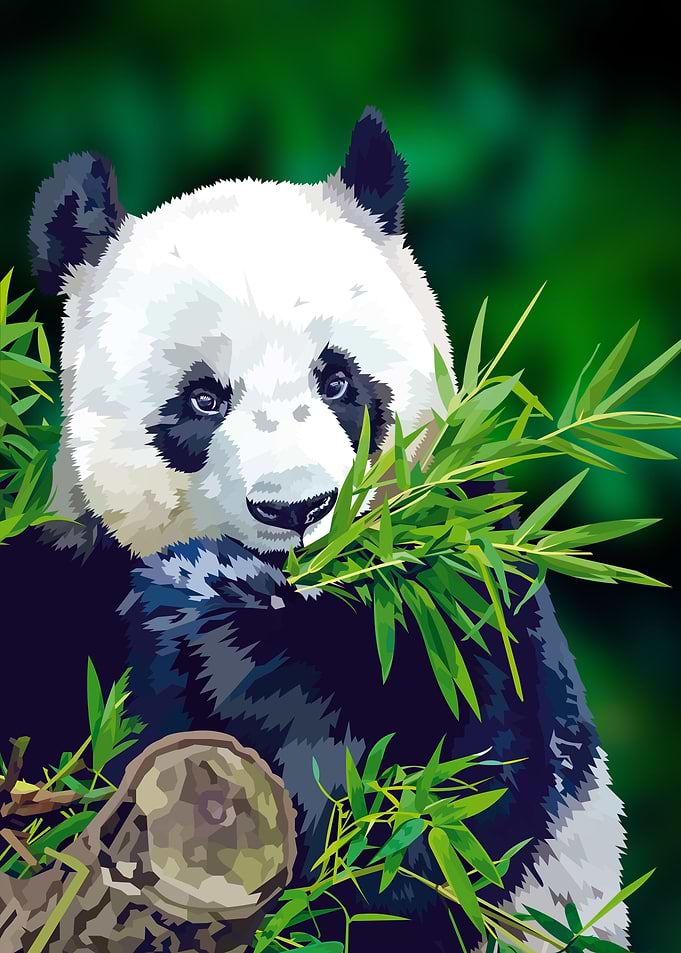 Panda Eating Bamboo