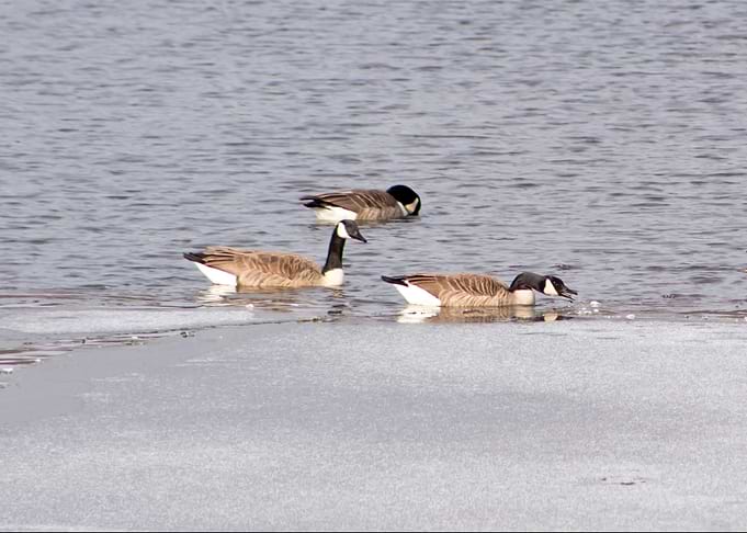 Geese in frozen pond