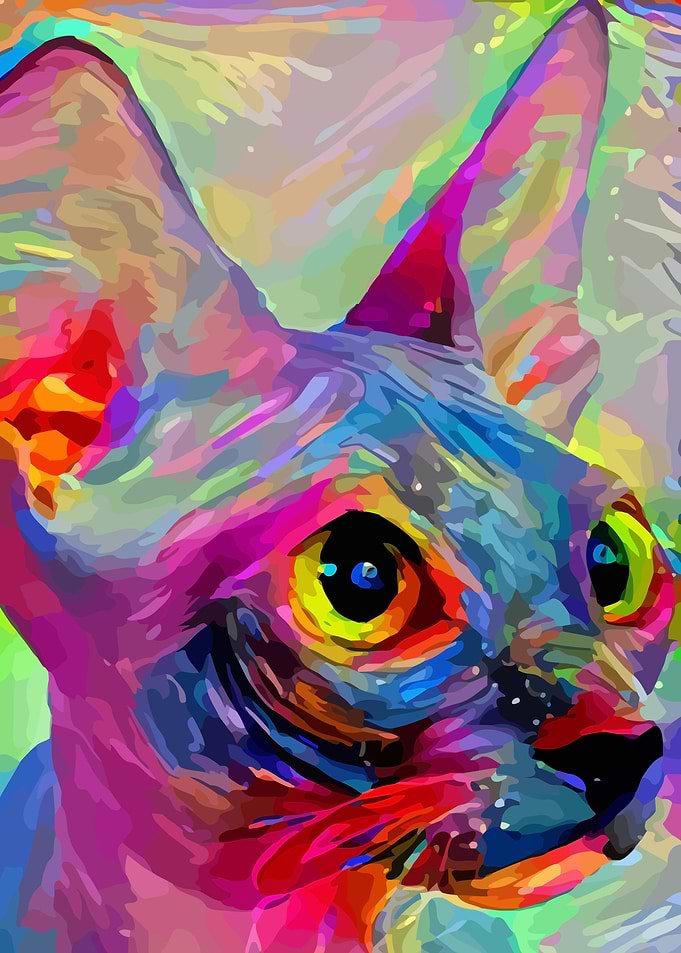 Sphynx Cat