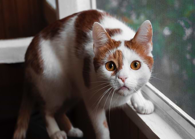 cat on window