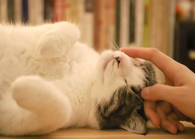 holding kitten cat