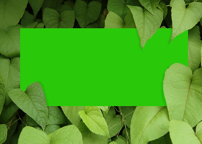 The green frame under leaf