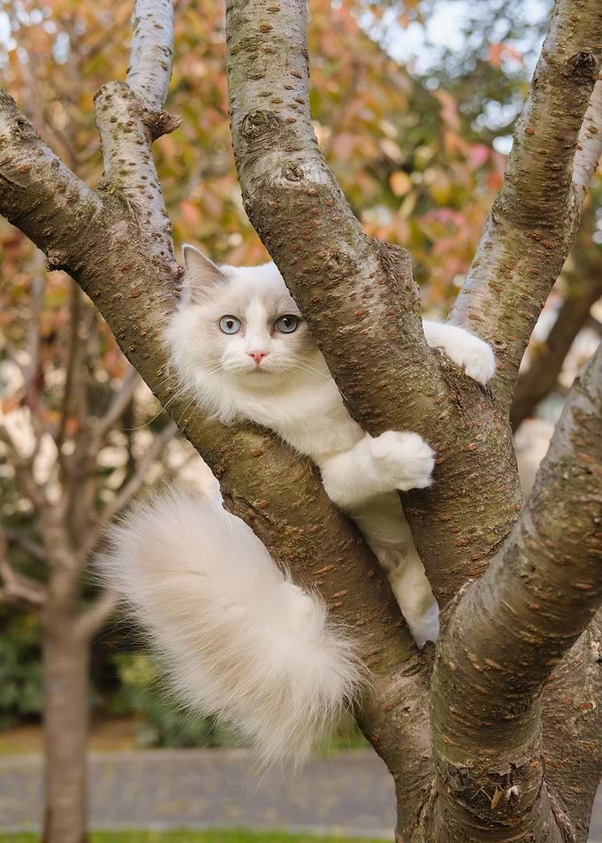 white cat tree