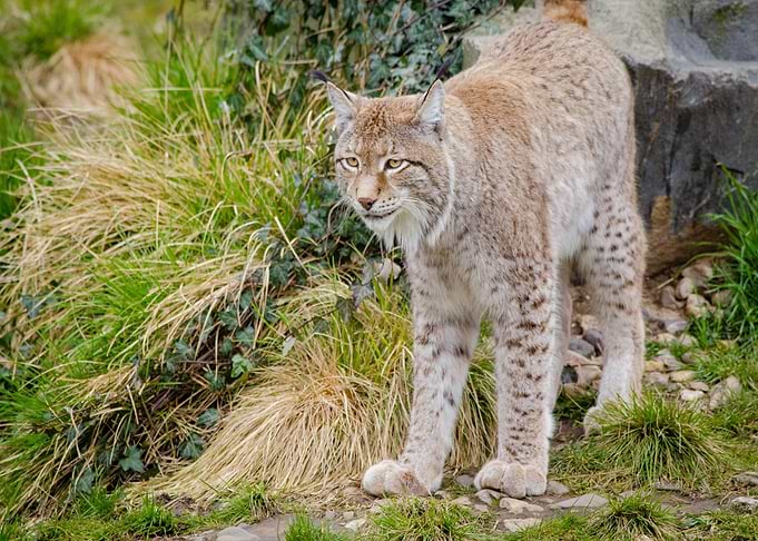 big lion leo green grass