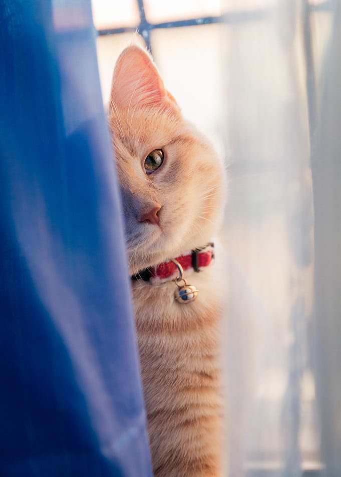 cat back window