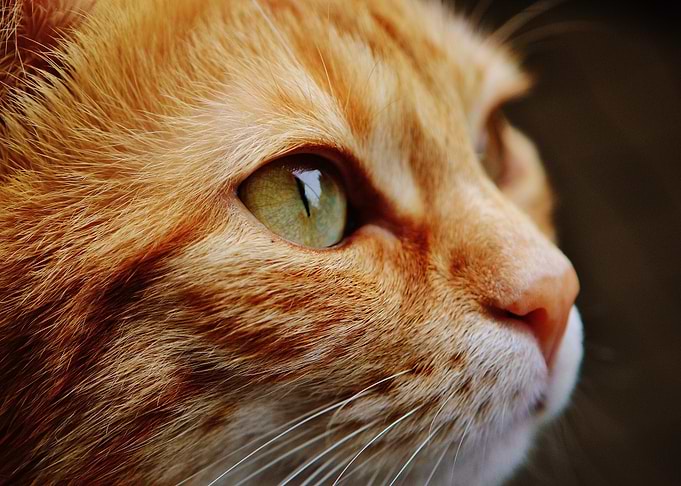 head eye cat orange