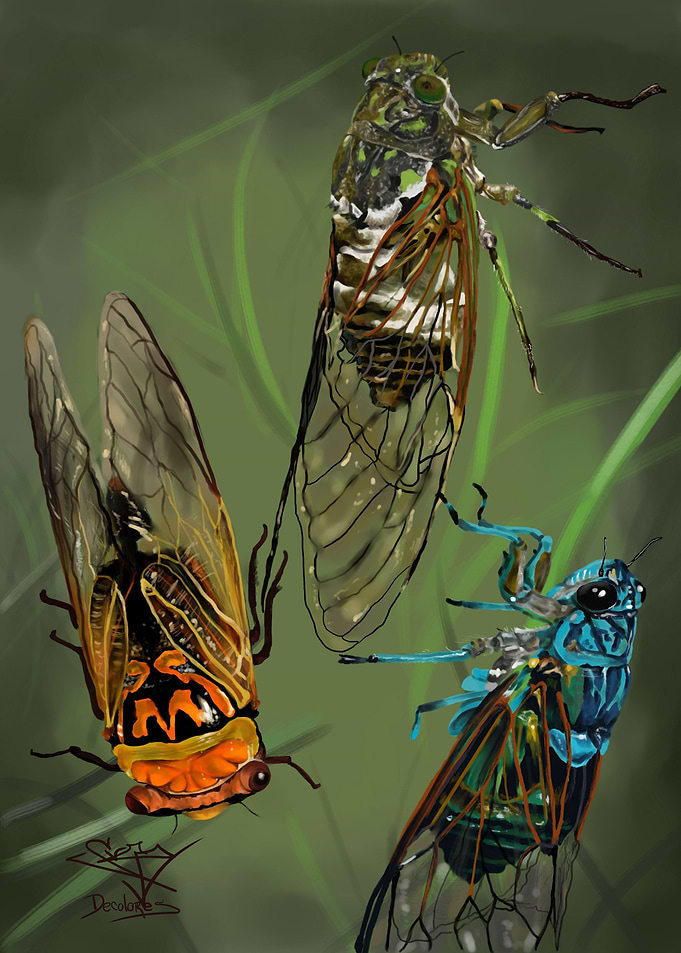 Cicadas