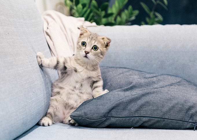 grey white tabby cat