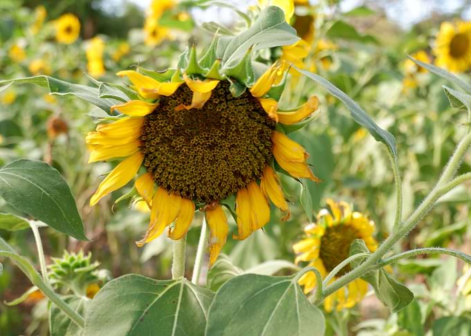 Beautiful Fresh Sunflower