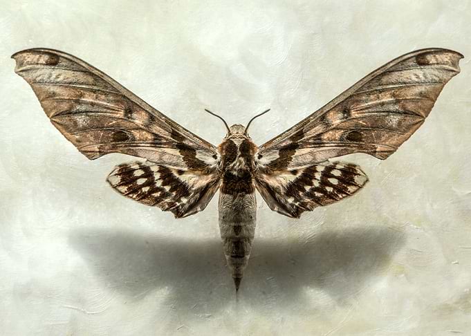 Queen of the night