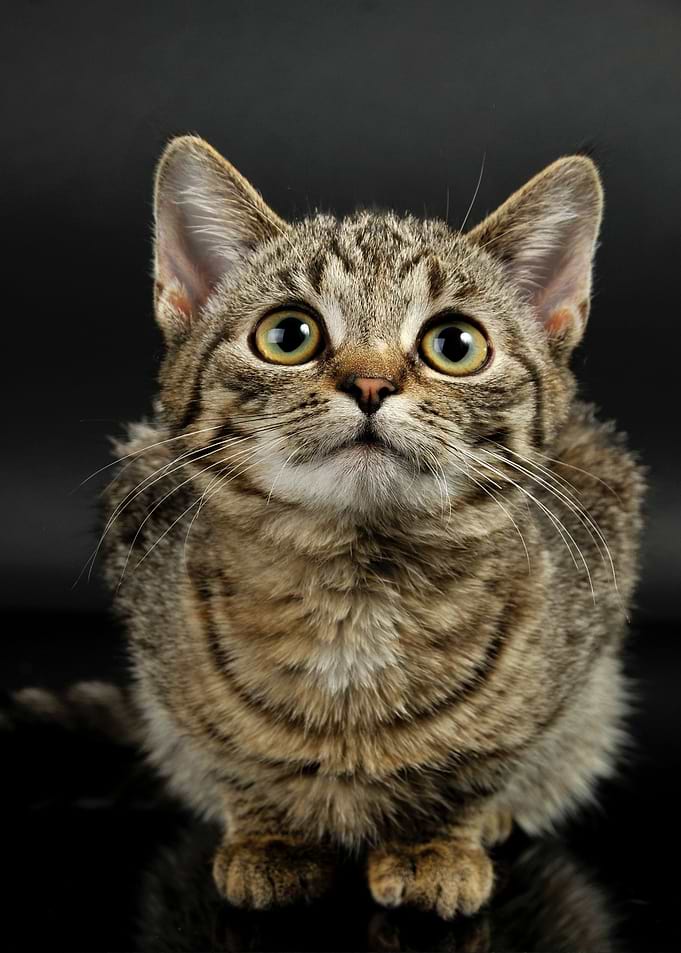 see cat grey