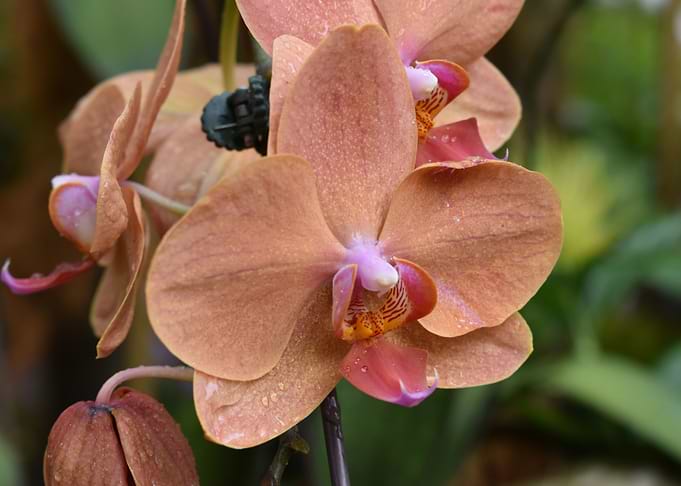 Orchid