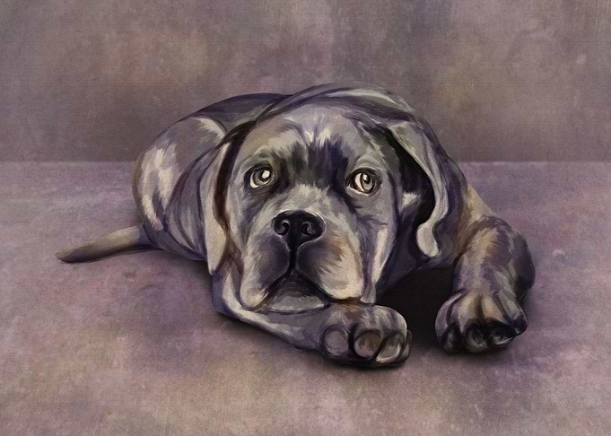 Cane Corso Puppy
