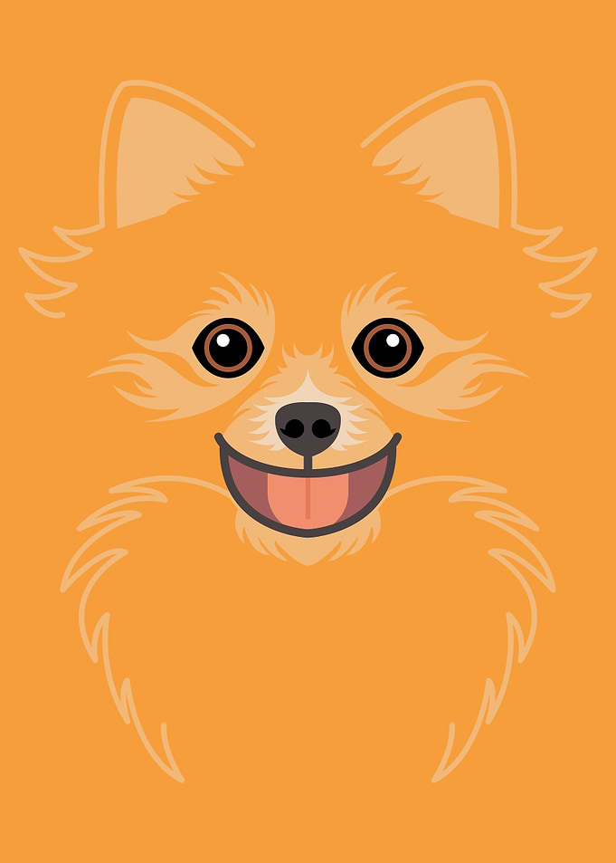 Pomeranian Dog Face