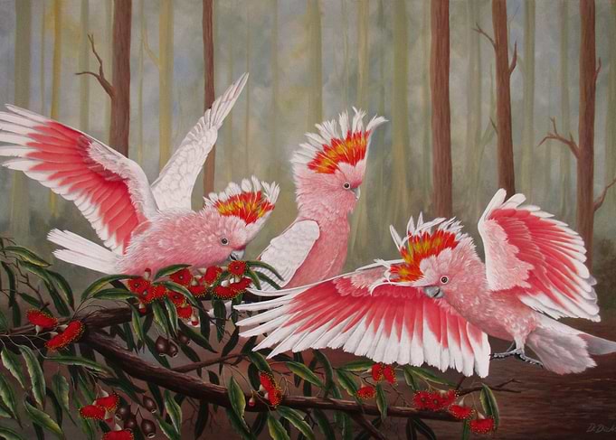 Major mitchell cockatoos