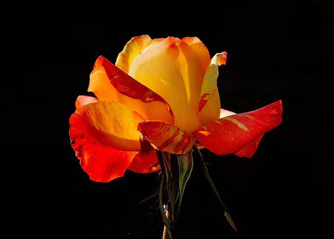 Single Orange Rose