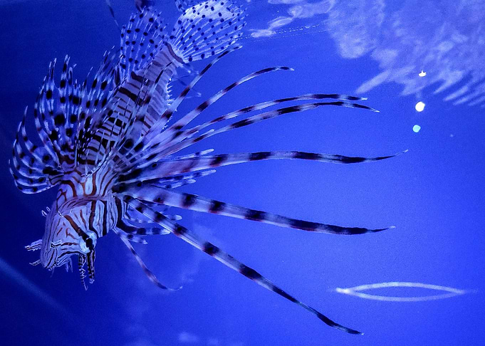 A Wonderful Specimen