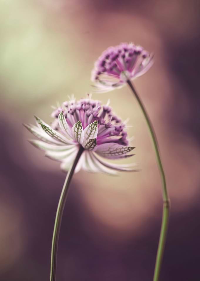 Astrantia flowers