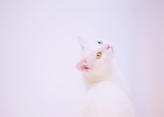 see eye cat white