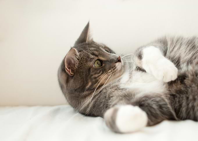 grey cat white