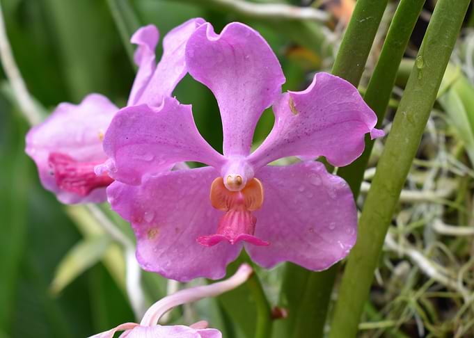 Orchid