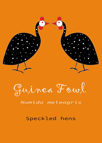 Guinea Fowl