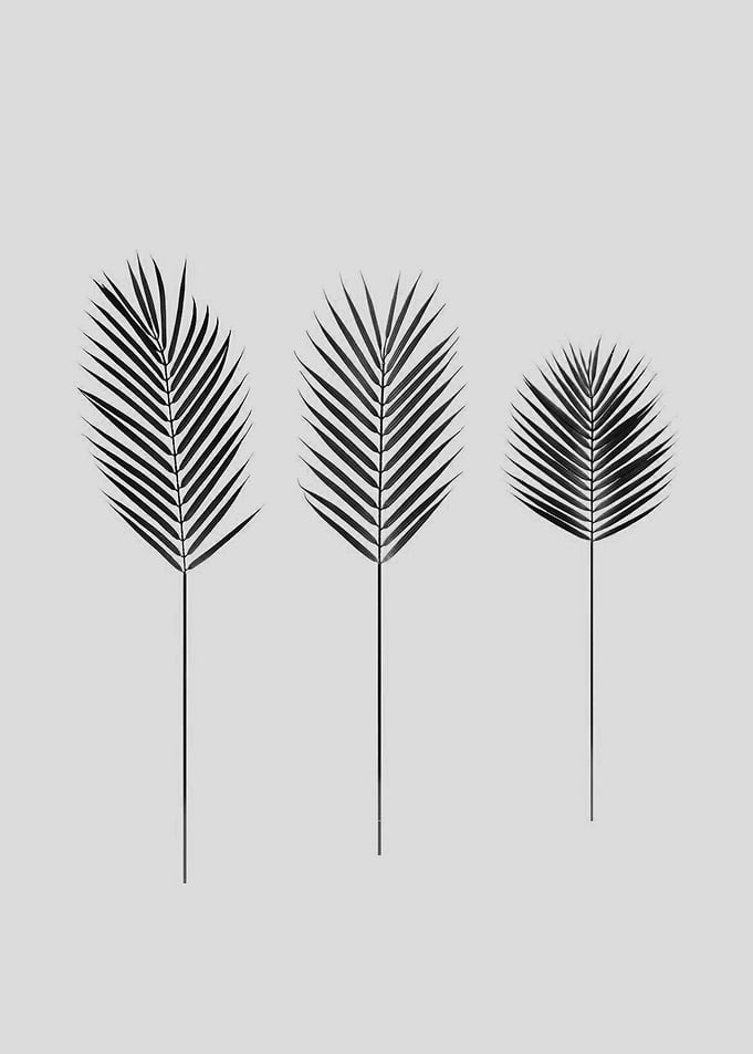 palms
