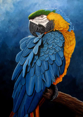 Blue and gold macaw