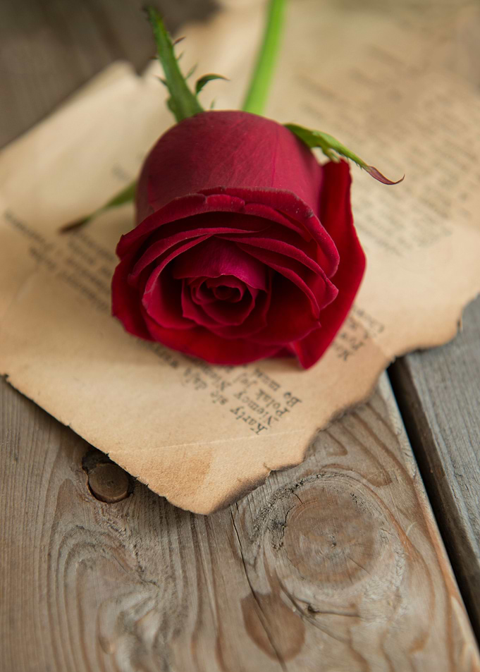 Red rose
