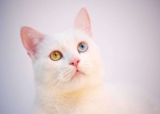cat white see eye