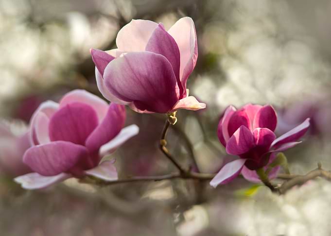 Pink Soulange Magnolia