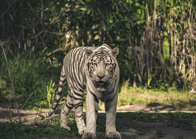 tiger white