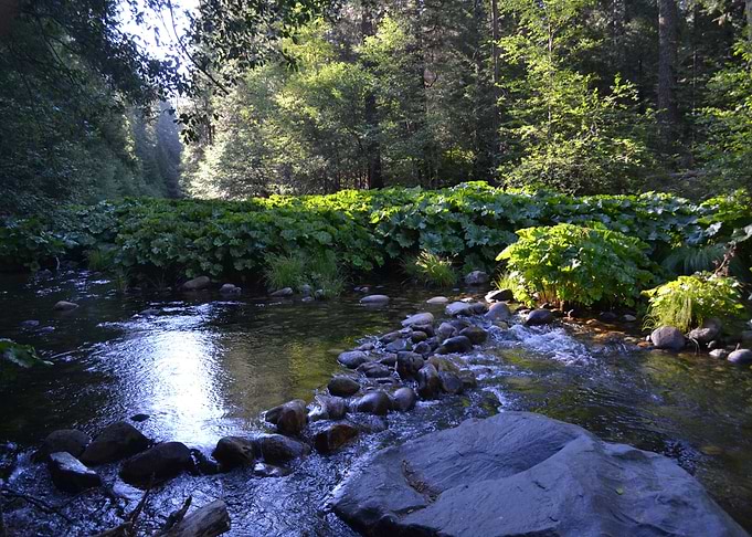 A Quiet Stream