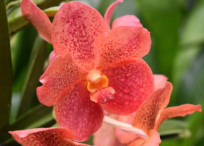 Orchid