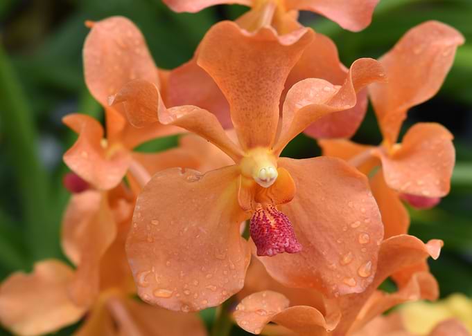Papilionanda Tan Chay Yan